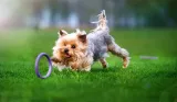 puller-micro-zabawka-treningowa-dla-psa-malych-ras-stan-nowy