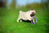 puller-micro-zabawka-treningowa-dla-psa-malych-ras-rodzaj-inne