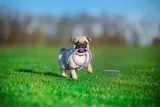 puller-micro-zabawka-treningowa-dla-psa-malych-ras-rodzaj-inne-stan-nowy
