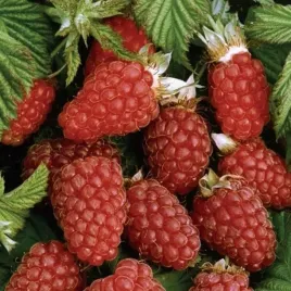 malinojezyna-loganberry-ogromne-owoce-bardzo-aromatyczne-2l