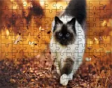 puzzle-koty-producent