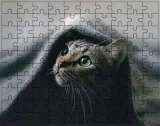 puzzle-koty-producent