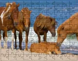 puzzle-konie-producent
