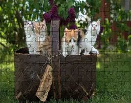 puzzle-koty-producent