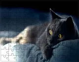 puzzle-koty-producent