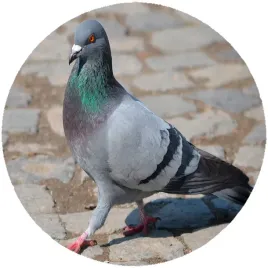 oplatek-na-tort-golebie-producent
