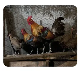 podkladka-pod-myszke-kury-producent