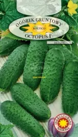 ogorek-gruntowy-octopus-f1-bardzo-odporny-oktopus