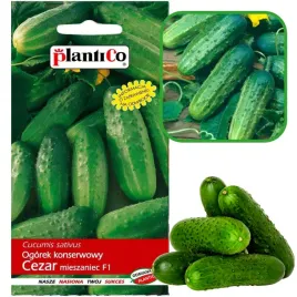 ogorek-gruntowy-konserwowy-cezar-f1-nasiona-5-g