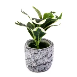 peperomia-kwiat-w-doniczce-18cm-rozne-kolory