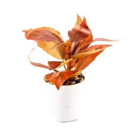 sztuczny-kwiat-lisciasta-roslina-18cm-rozne-kolory