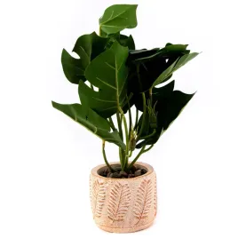 kwiat-w-doniczce-filodendron-28cm-rozne-wzory