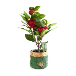 kwiatek-w-doniczce-drzewko-ozdobne-rozne-kolory