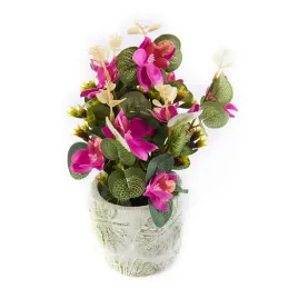 ozdobny-kwiat-w-doniczce-roslina-rozne-kolory