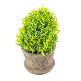 ozdobna-roslina-w-doniczce-mini-krzak-17cm