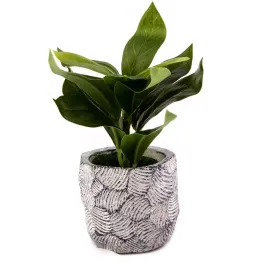 filodendron-kwiat-w-doniczce-18cm-rozne-wzory