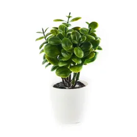 lisciasty-kwiatek-w-doniczce-18cm-rozne-wzory