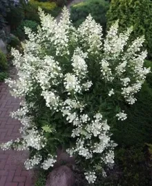 hortensja-bukietowa-kyushu-20-40cm-japonski-krzew