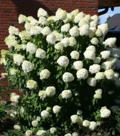 hortensja-bukietowa-grandiflora-10-20cm-dobrze-ukorzeniona