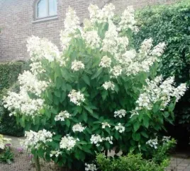 hortensja-bukietowa-levana-10-20cm-ciekawe-kwiatostany