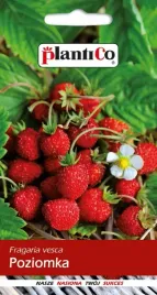 poziomka-bezrozlogowa-rujana-02g-plantico-158