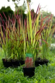 10-x-ozdobna-trawa-imperata-cylindryczna-red-baron