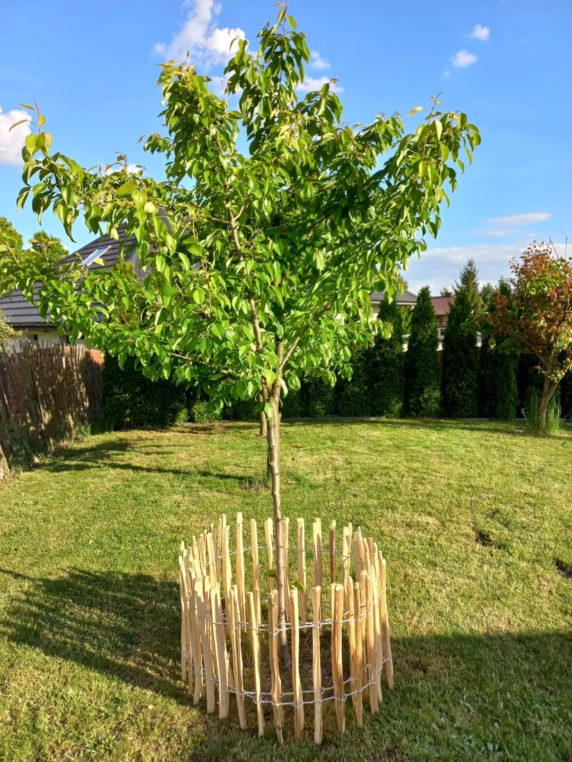 plot-leszczynowy-plot-lupany-plot-drewniany-60x500-cm-odstep-4-5-cm