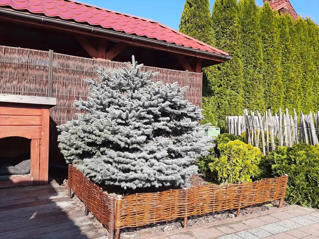 palisada-wiklinowa-rabatka-plotek-120x20-10-sztuk-stan-nowy