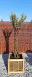 donica-wiklinowa-duza-szerokosc-produktu-50-cm