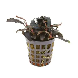 masta-bucephalandra-kedagang-roslina-do-akwarium