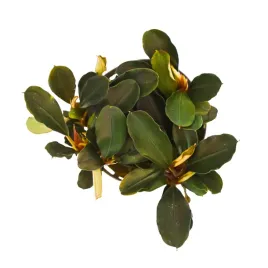 masta-bucephalandra-theia-roslina-do-akwarium