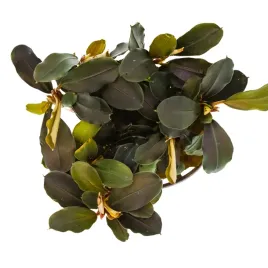 masta-bucephalandra-lamandau-roslina-do-akwarium