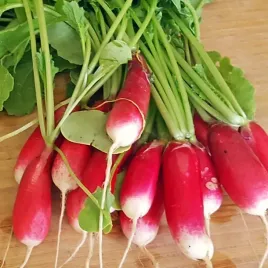 rzodkwie-i-rzodkiewki-rzodkiewka-opolanka-nasiona-5-g