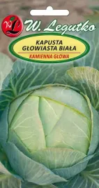 kapusta-biala-pozna-kamienna-glowa-nasiona-2-g-legutko-12
