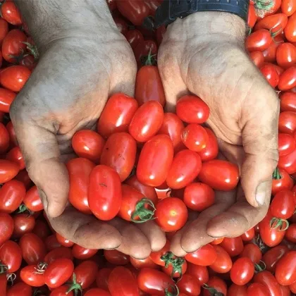 nasiona-pomidor-kmicic-1g-waga-1-g