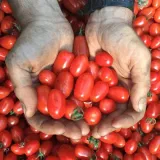 nasiona-pomidor-kmicic-1g-waga-1-g