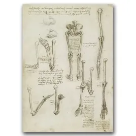 plakat-retro-anatomiczny-szkic-kosci-da-vinci-a1