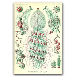 plakat-retro-rurkoplawy-ernst-haeckel-a1-60x85cm