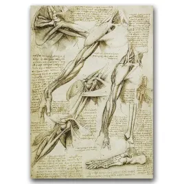 plakat-vintage-na-sciane-da-vinci-miesnie-a1