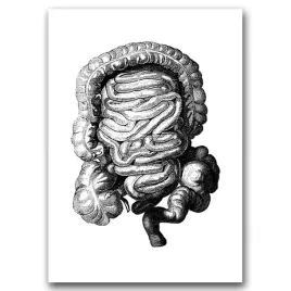 plakat-retro-anatomiczny-odcisk-jelita-grubego-a1