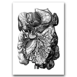 plakat-retro-do-salonu-anatomia-ludzkie-miesnie-a1