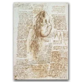 retro-plakat-na-sciane-anatomia-da-vinci-a1
