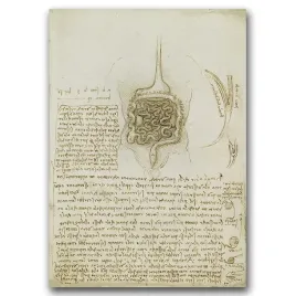 plakat-retro-do-salonu-da-vinci-anatomia-a1