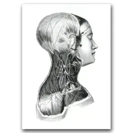 plakat-w-stylu-retro-anatomiczne-miesnie-szyi-a1