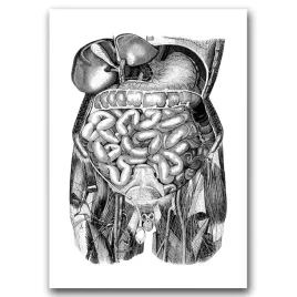 retro-plakat-anatomiczne-odciski-jelita-a1