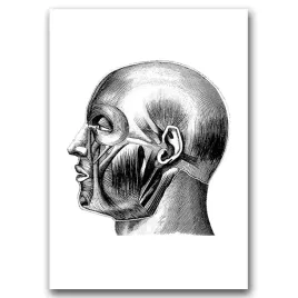 plakat-w-stylu-retro-anatomiczne-miesnie-glowy-a1