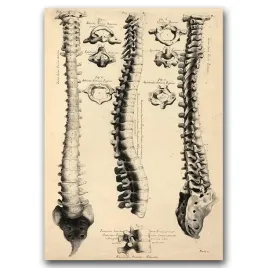 plakat-na-sciane-john-fotherby-anatomy-art-a1