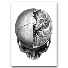plakat-na-plotnie-na-sciane-czaszka-anatomia-a1