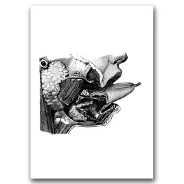 plakat-na-sciane-anatomiczny-szkic-aparat-mowy-a1