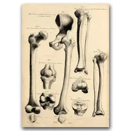retro-plakat-john-fotherby-human-anatomy-print-a1